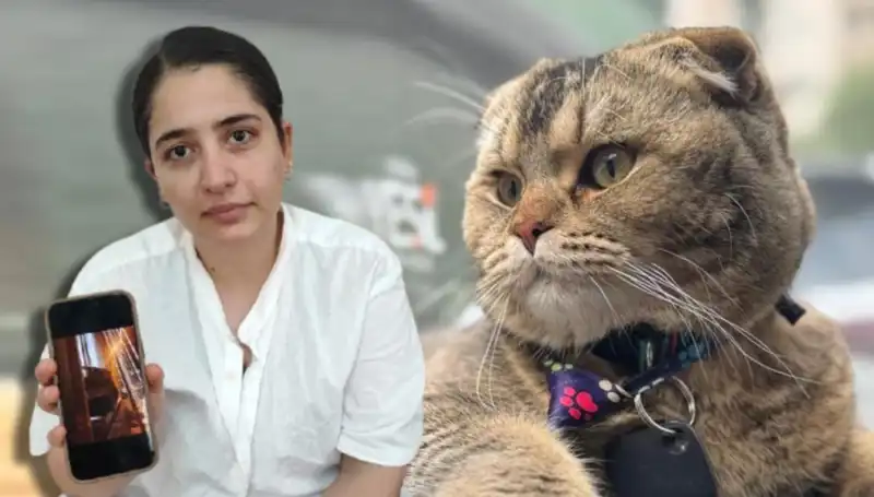 Kedi Krizi: Evliliğin Kaderi Başka Bir Canlının Elinde