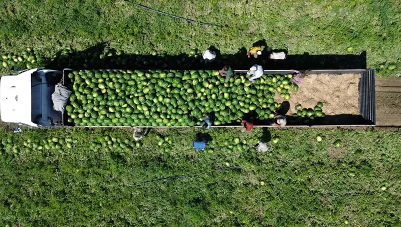 Bafra Ovası'nda Karpuz Rekoltesi 94 Bin 500 Ton ile Rekor Kırıyor