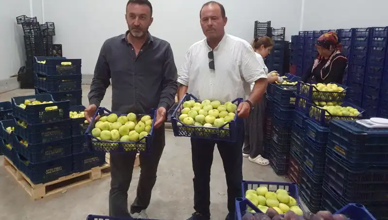 Mersinli Çiftçilerin Yüzünü Güldüren Fındık İhracatı: Tanesi 20 TL!