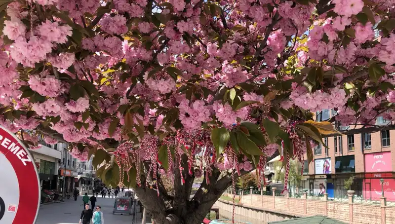 Süs Erik Ağacında Baharın Müjdecisi: Martenitsa Gelenekleri