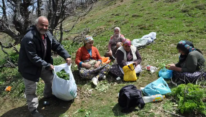 Yüzlerce Ailenin Geçim Kaynağı: Kilosu 250 Lira Olan Özel Bir Ürün İçin Yürüyüşe Çıkıyorlar