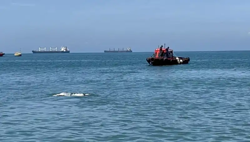 Denizin Ortasında Bulunan Angus Hayvanları Şaşkınlık Yarattı
