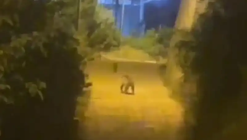 Gümüşhane'de Merkezde Ayı Görüntülendi: Şaşkınlık Yaratan Anlar