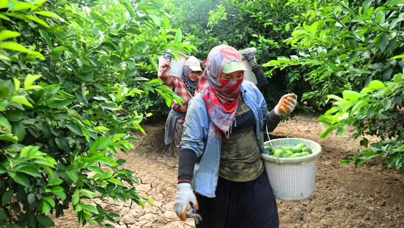 Marketlerde Patates Fırtınası: Fiyatlar Düşüşe Geçiyor mu?