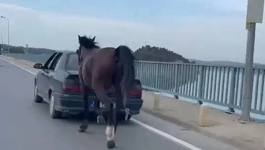Adana'da Atına Eziyet Eden Kişi İle İlgili Tutuklama Süreci Başladı