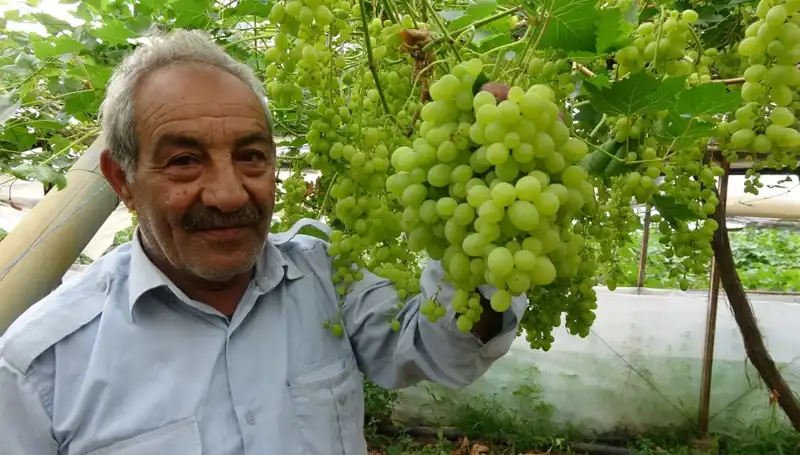 Zirai Don Olumsuz Etkiledi: Meyve Fiyatları 250 TL'den İşlem Görmeye Başladı