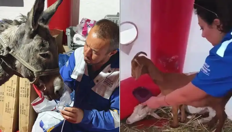 Yangından Etkilenen Eşek İçin Oksijen Maskeli Tedavi Uygulandı