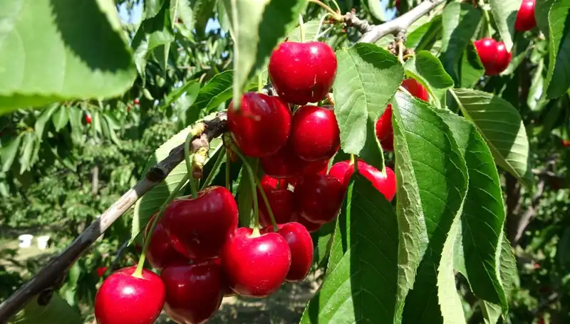 Çay Bahçelerinde Hasat Coşkusu: Lezzetli Çaylar İçin İlk Adım Atıldı