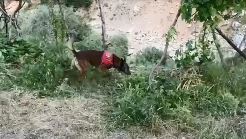 Dere Kenarındaki Gizemli Esrar: Dedektör Köpekler Tepkileriyle Şaşırttı