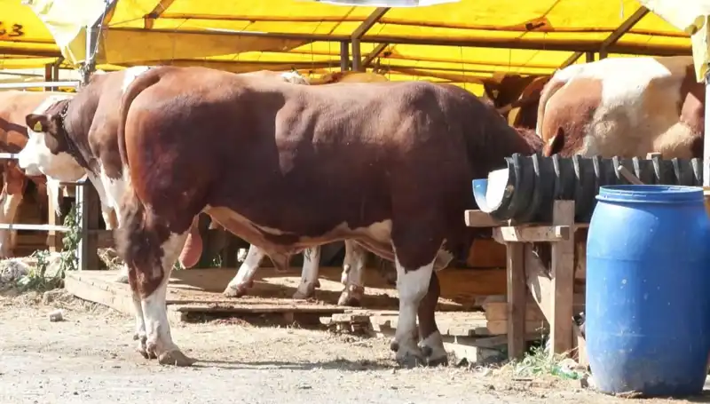 Kurban Pazarlarında Hareketlilik: Alım Satımın Nabzı Yükseliyor