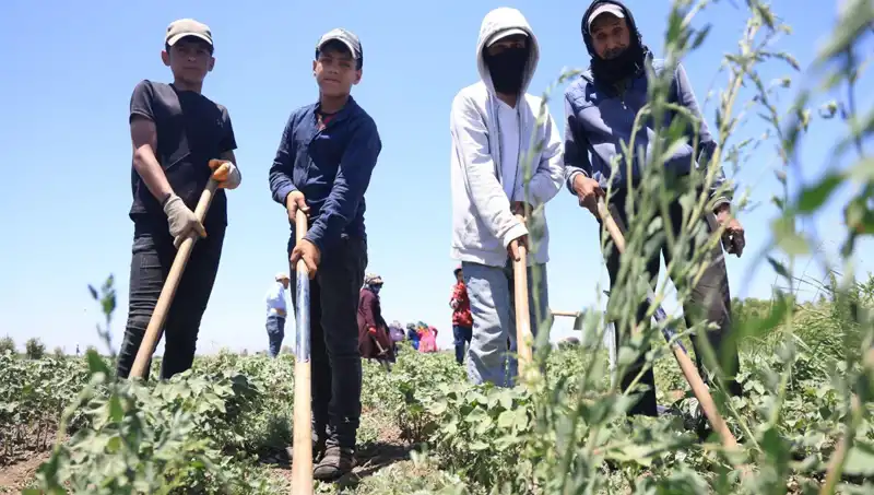 40 Derecede Çalışmak: 650 TL Yevmiye ile Zorlu Mesai Koşulları