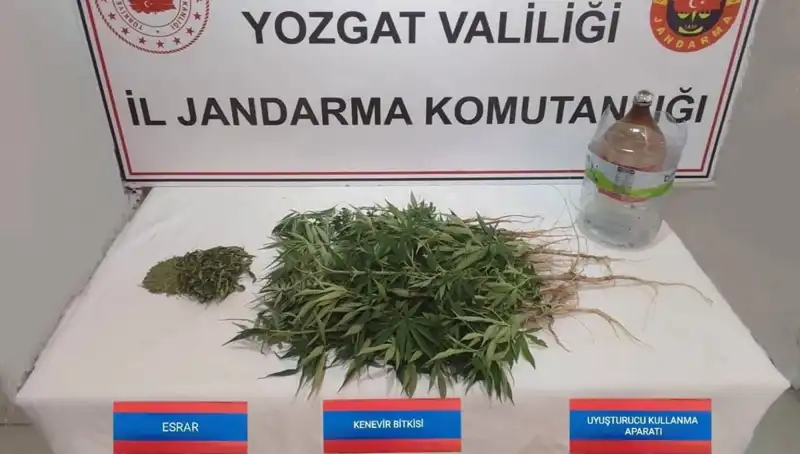 Yozgat'Ta Kenevir Operasyonu: 40 Kök Kenevir Ele Geçirildi!