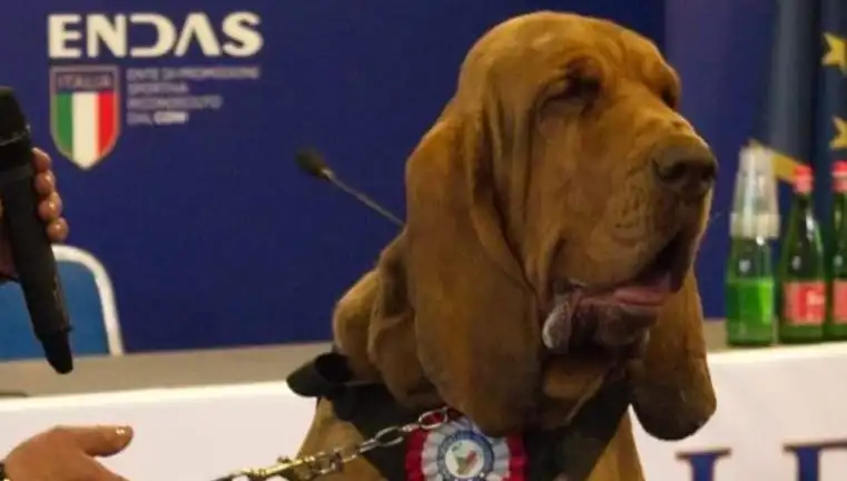 Arama Köpeğine Yapılan Çivili Sosisli Saldırının Şok Edici Ayrıntıları