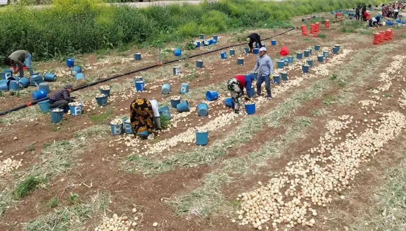 Bu Yıl Soğan Hasadı Başladı, Fiyatlar Neden Düşüşte?