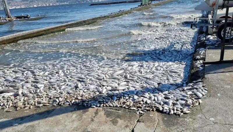 İzmir Körfezi'nde Temizlik Çalışmaları Başladı: Geleceğe Umutla Bakıyoruz