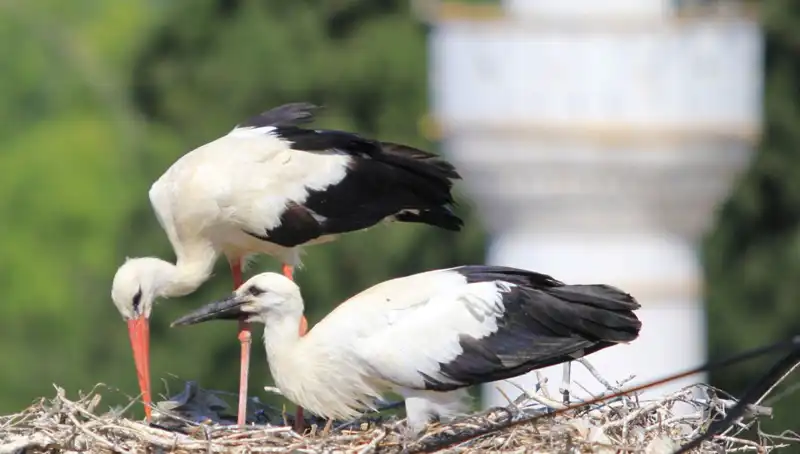 Leylek Köyü'nde Yaren Leyleği Kıskandıracak 8 Kat Fazla Yuva Var