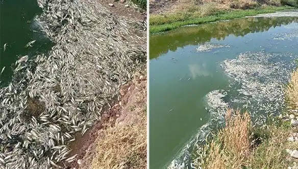 Karasu Çayı'nda Balık Ölümleri: Nedenleri ve Önlemleri Araştırılıyor