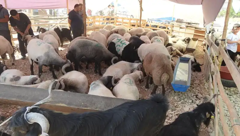 Kurban Bayramı'nda Hayvan Pazarları, Alım Satım Yoğunluğuyla Şenlendi