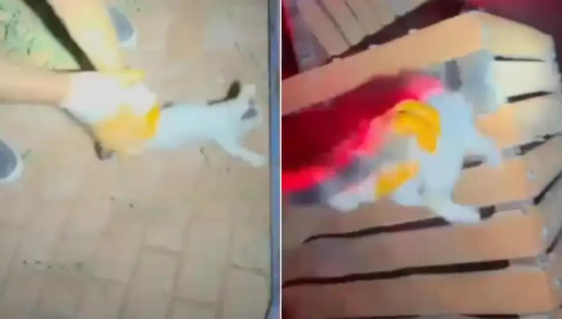 Gece Yarısı İtfaiye Ekibi Kedi Kurtarma Operasyonuyla Göz Doldurdu