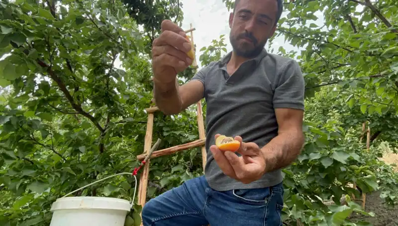 Damakları Şenlendiren Lezzet: 50 TL ile 70 TL Arasında Satılıyor!