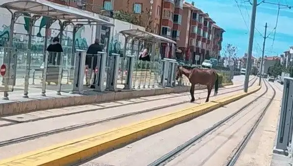 Eskişehir Tramvay Raylarında Başına Buyruk Bir At Şaşkınlık Yarattı