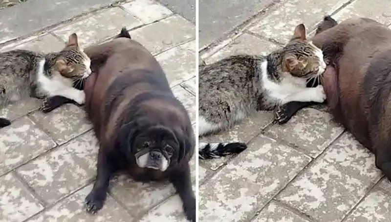 Erzurum Sokaklarında Görülen Yürek Isıtan An: Köpek Kediyi Emziriyor