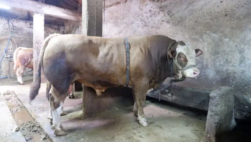 Alıcısını Buldu: 1 Ton 200 Kilo Malzemenin Fiyatı Şaşırttı!