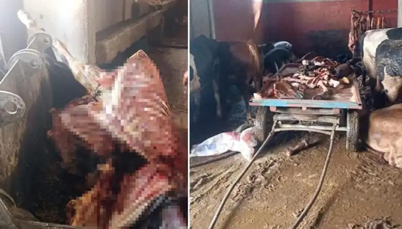 Adana'da Skandal: 2,5 Ton At Eti ve 4 At Kurtarıldı