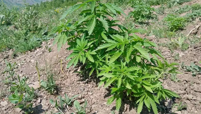 Bingöl'de Kenevir ve Kaçak Tütün Operasyonu: Güvenlik Güçleri Başarıyla Yakalandı