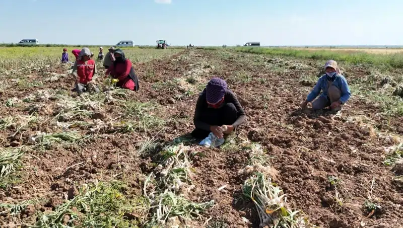 Antibiyotiğin Hasadı: Rusya, Almanya ve İspanya'nın Yeni Umutları