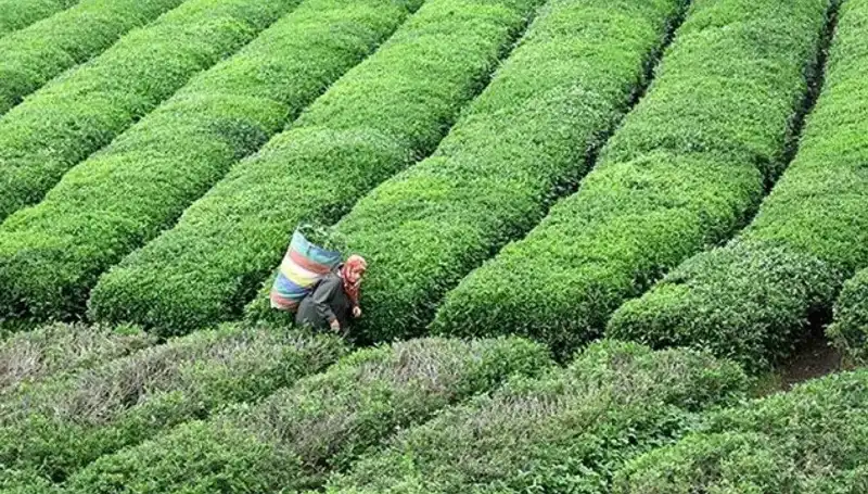 ÇAYKUR Bayramda Yaş Çay Alımına Devam Edecek, Çiftçiler Sevindi