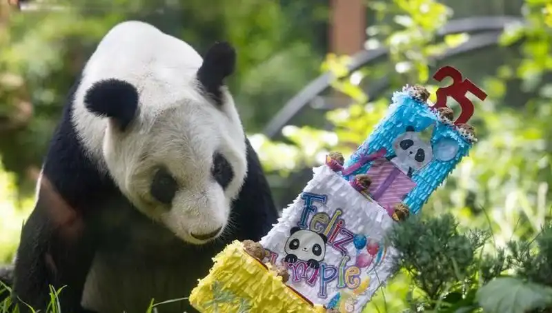 Dev Panda Xin Xin, 35 Yaşında Yeni Bir Dönüm Noktası Kutladı!