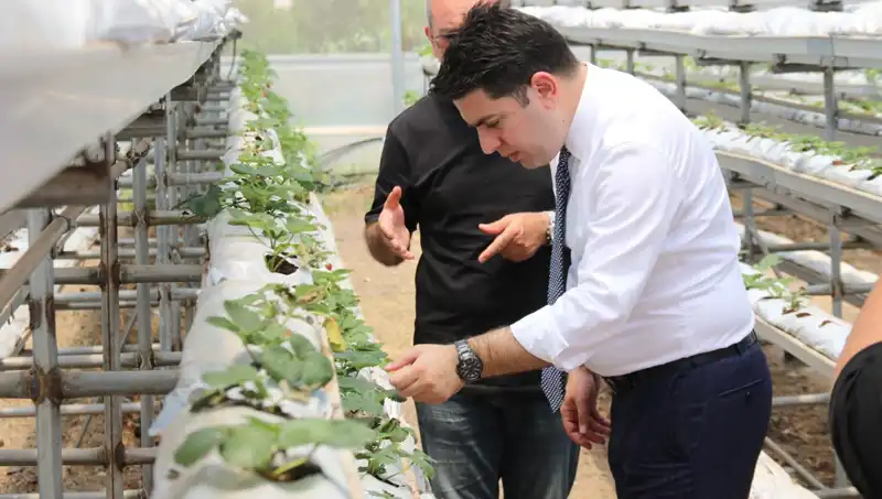 Topraksız Yerde Yetişen Damat Çatlatan Lezzet: Yenilikçi Tarım Teknolojisi