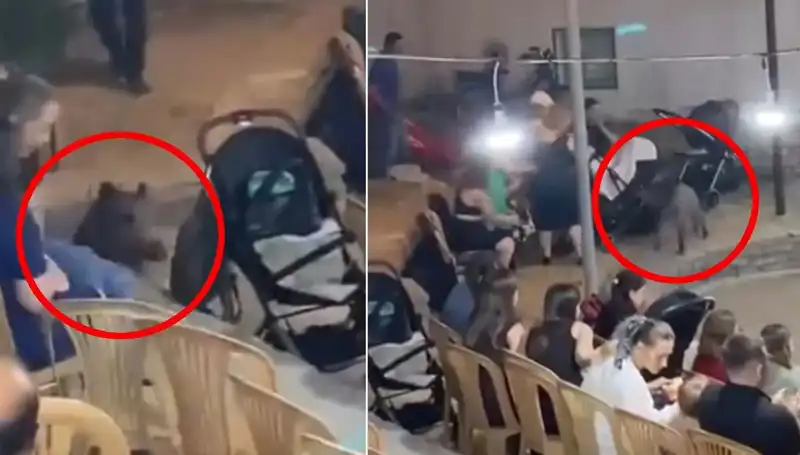 Düğün Törenine Yaban Domuzu Dalınca Paniğe Neden Oldu