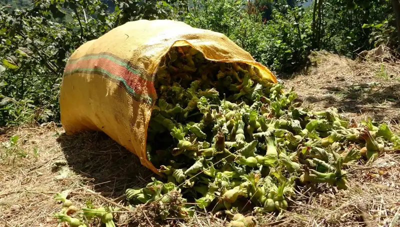 Giresun'da Fındık Hasadı Coşkusu Tüm Hızıyla Başladı!