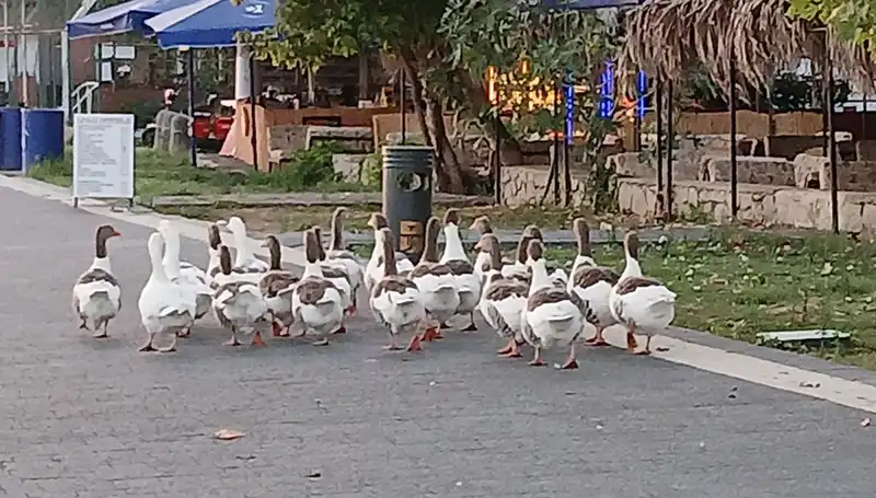 Denizde Yüzdüler, Kümese Kapatıldılar: Kazların Gizemli Ölümü