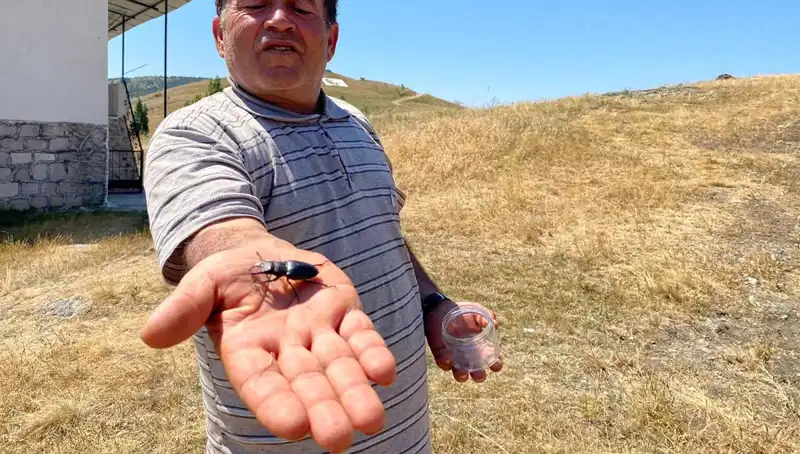 Sivas’ta Görülen Böceğin Öldürülmesi İhani 557 Bin TL Cezaya Mal Olabilir!