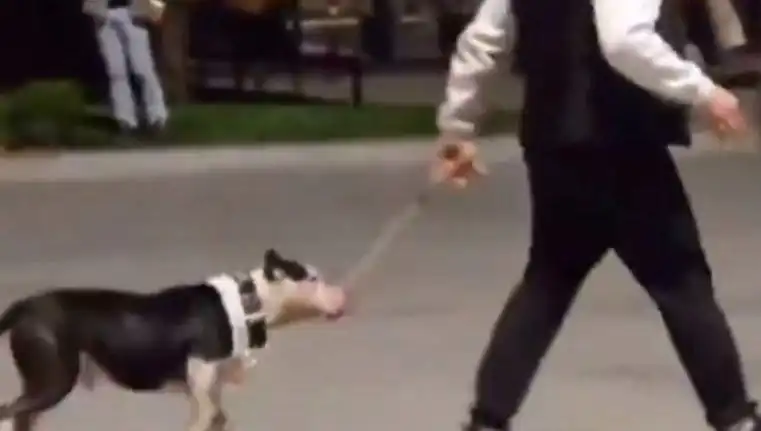 Ağızlıksız Pitbull, Diğer Köpeklere Saldırdı: Sahibine Ağır Para Cezası Kesildi
