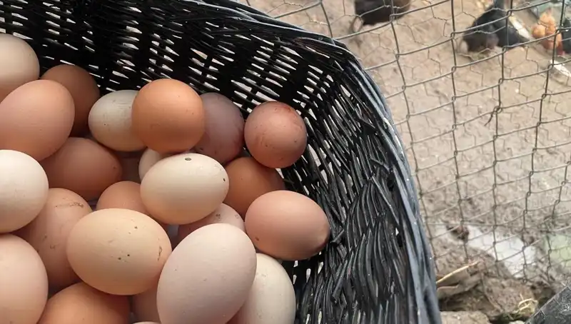Okullar Açılıyor: En Uygun Fiyatlı Protein Kaynağı Üstün Avantajlar Sunuyor